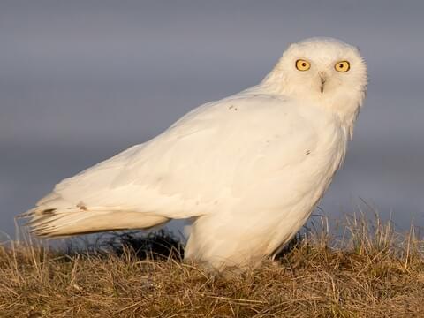 albino owl