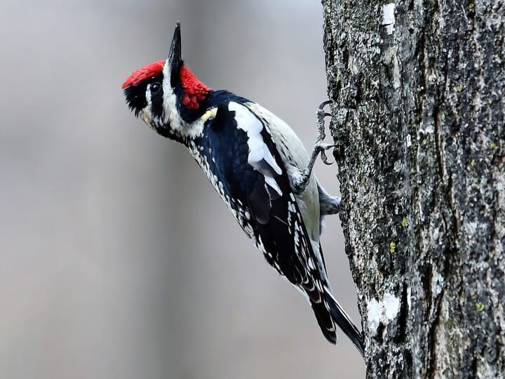 Yellow-bellied Sapsucker Male