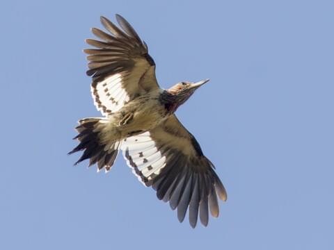 Blue Jay Barrens: Red-headed Woodpeckers