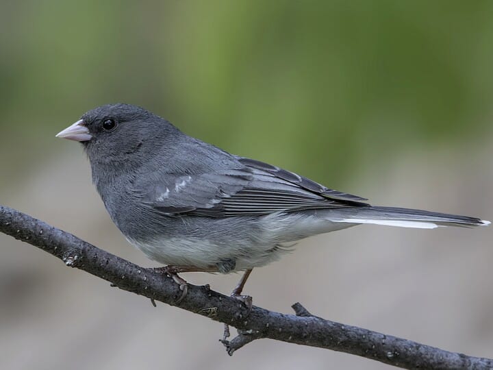 NestWatch | Dark-eyed Junco - NestWatch