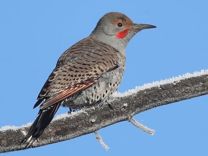 Northern Flicker | Celebrate Urban Birds