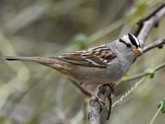 White-crowned Sparrow | Celebrate Urban Birds