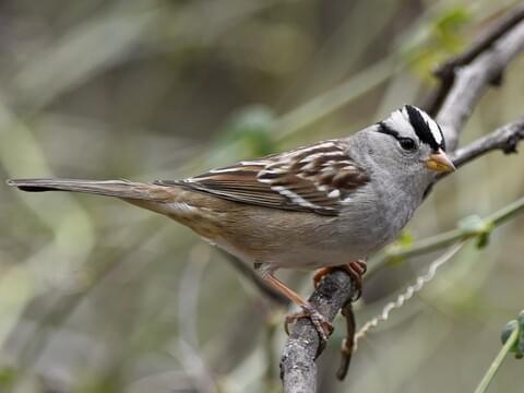 White-crowned Sparrow Identification, All About Birds, Cornell Lab of  Ornithology