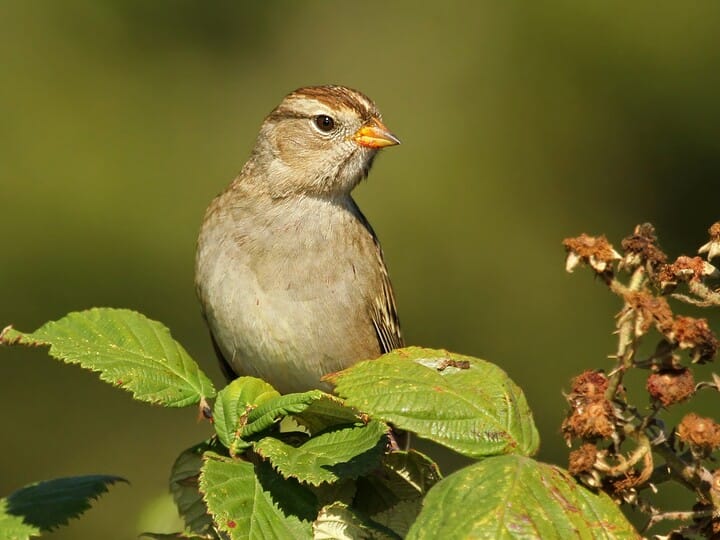 White-crowned Sparrow | Celebrate Urban Birds