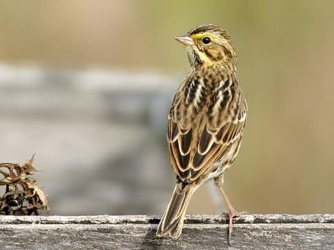 House Sparrow Identification, All About Birds, Cornell Lab of