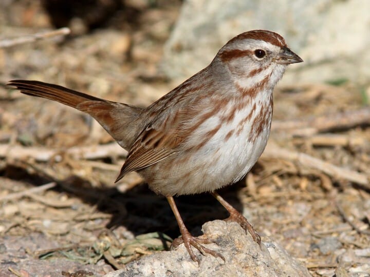 Song Sparrow - Nestwatch