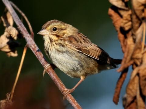 Song Sparrow Identification All About Birds Cornell Lab Of Ornithology