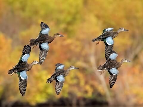 teal colored birds
