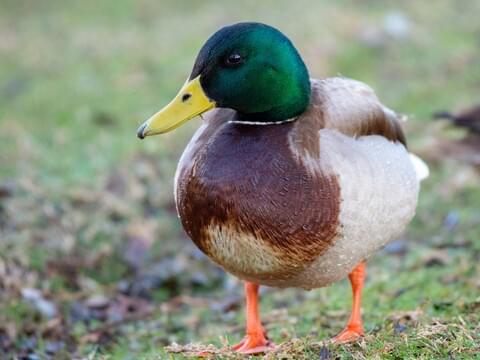 mallard duck pictures