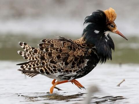 Ruff Breeding male