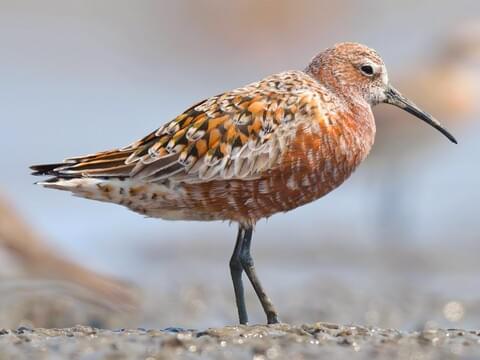 Curlew Sandpiper Breeding adult