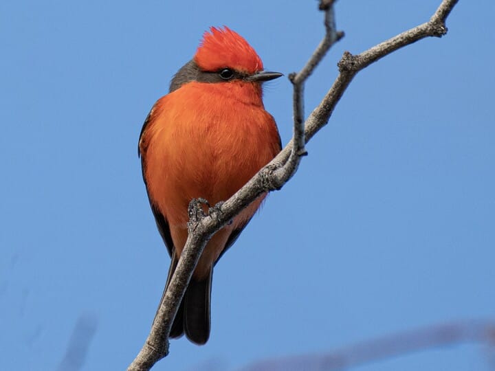 Vermilion Flycatcher Celebrate Urban Birds