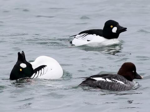 diving duck with golden head