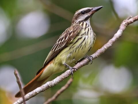 Sulphur-bellied Flycatcher 