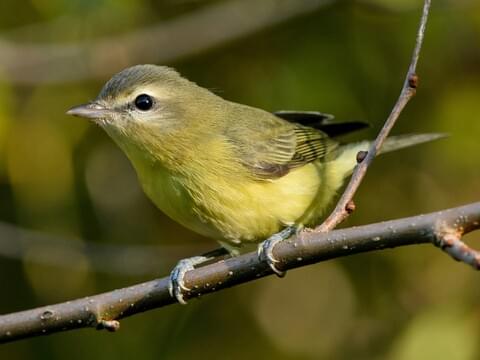 VIREO Bird Photos