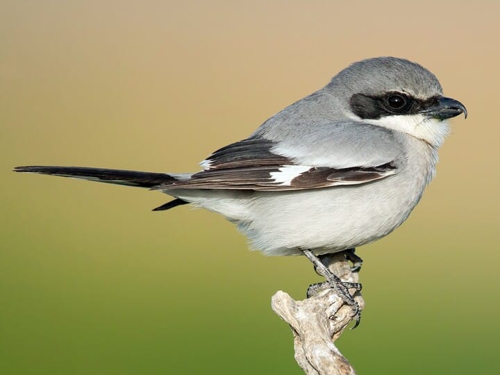 Loggerhead Shrike Adult