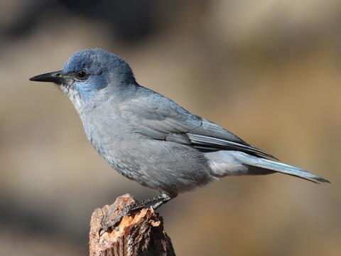 Canada Jay Identification, All About Birds, Cornell Lab of Ornithology