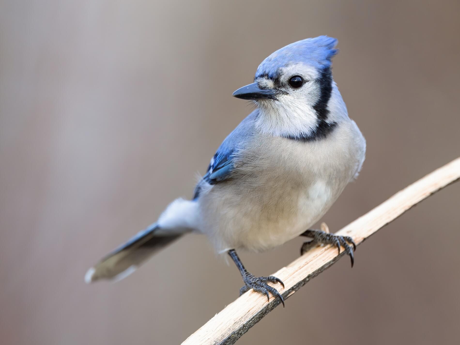 How to Feed Wild Baby Blue Jays