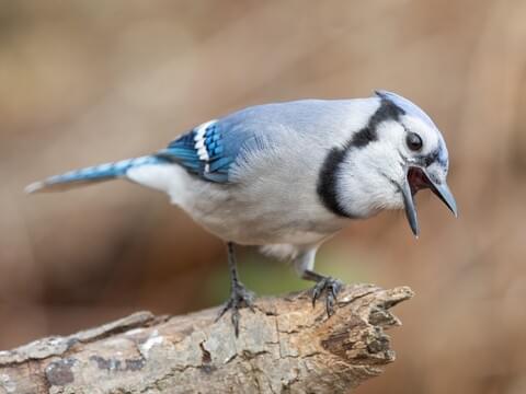 Dark Crowned Blue Jay is a Beautiful BC Bird, it Loves Very Much the  Hazelnut. Stock Photo - Image of continent, pine: 219322402