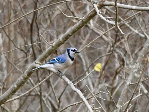 Bird of the Month - February (Blue Jay)