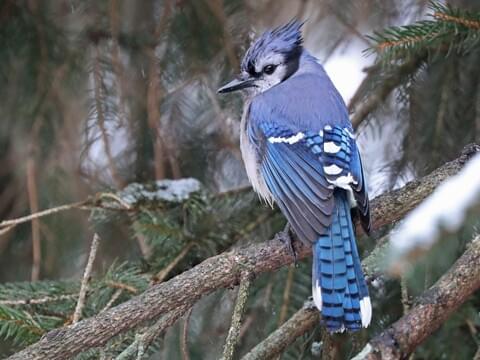 5 Weird Facts about Blue Jays - Cats and Birds