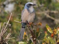 Blue Jays mascot escapes into Florida wild (PHOTOS)