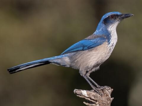 Island Scrub-Jay Adult