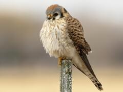 American Kestrel Overview, All About Birds, Cornell Lab of Ornithology