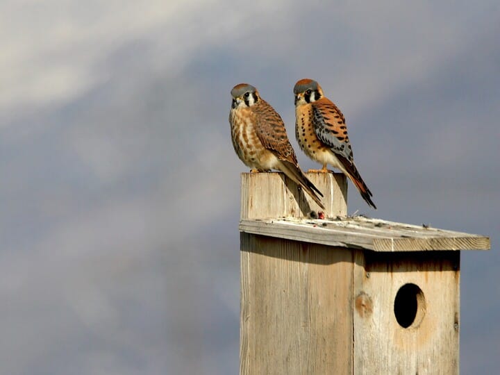 American Kestrel - NestWatch