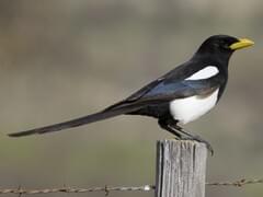 Black-billed Magpie Identification, All About Birds, Cornell Lab