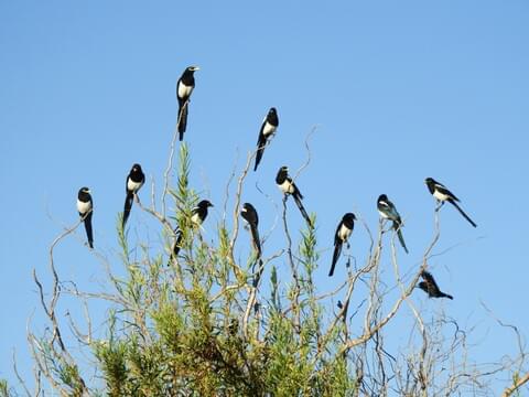 Black-billed Magpie Identification, All About Birds, Cornell Lab