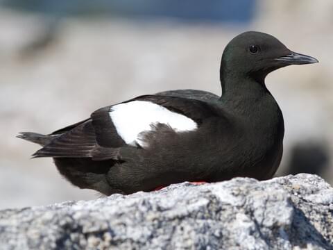 Black Guillemot Breeding adult