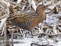 Clapper Rail Identification, All About Birds, Cornell Lab of