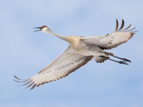 Sandhill Crane Identification, All About Birds, Cornell Lab of
