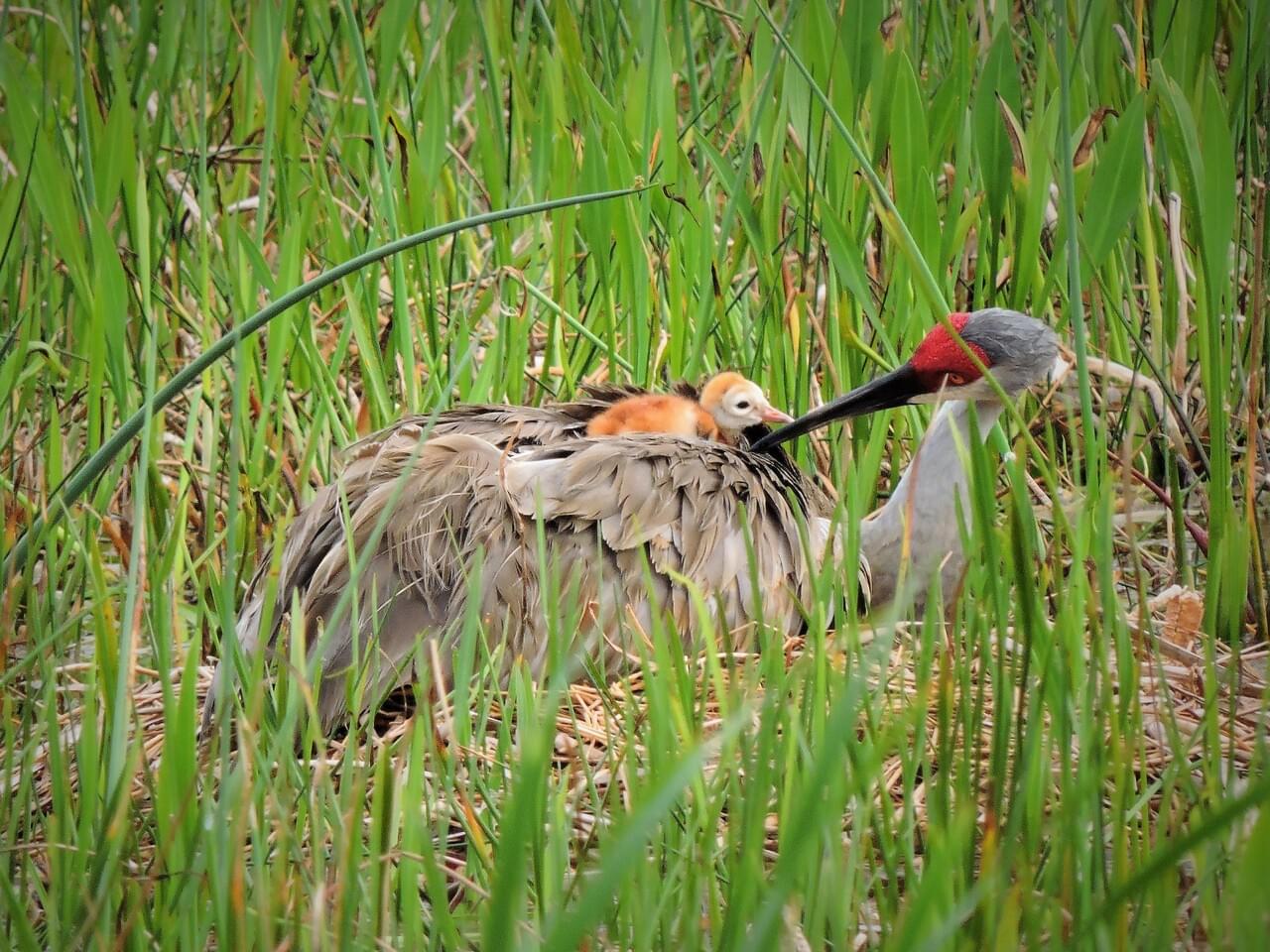 Crane Nesting