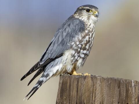 Merlin Adult male (Taiga)