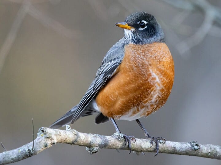 American Robin | Celebrate Urban Birds