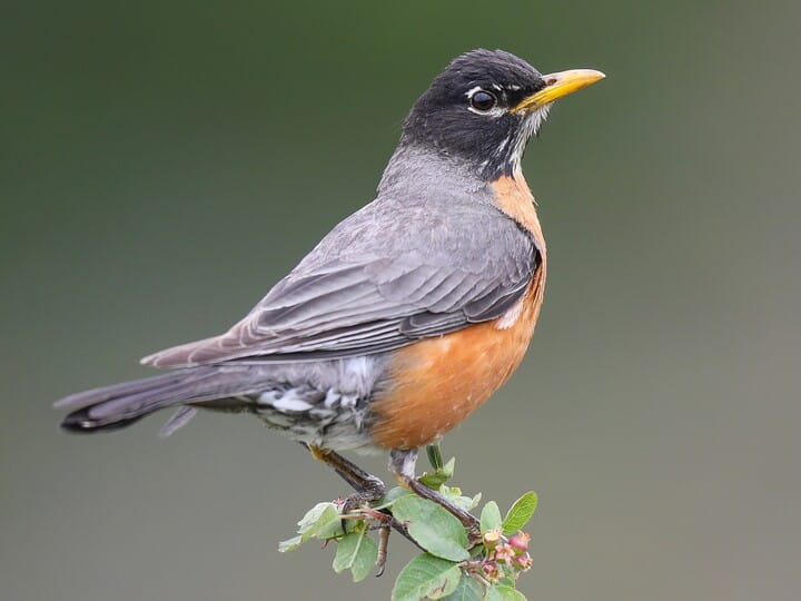 American Robin | Celebrate Urban Birds