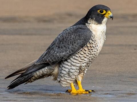 Black Falcon - Birds SA