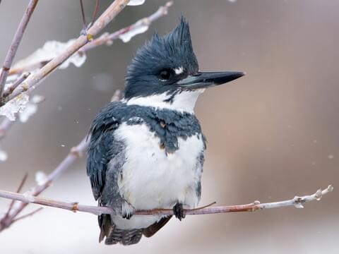 north american kingfisher bird