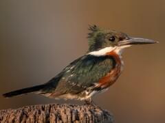 Belted Kingfisher Identification, All About Birds, Cornell Lab of