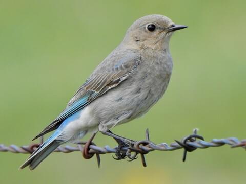 Western Bluebird Identification, All About Birds, Cornell Lab of Ornithology