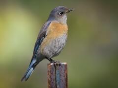 Western Bluebird  Audubon Field Guide