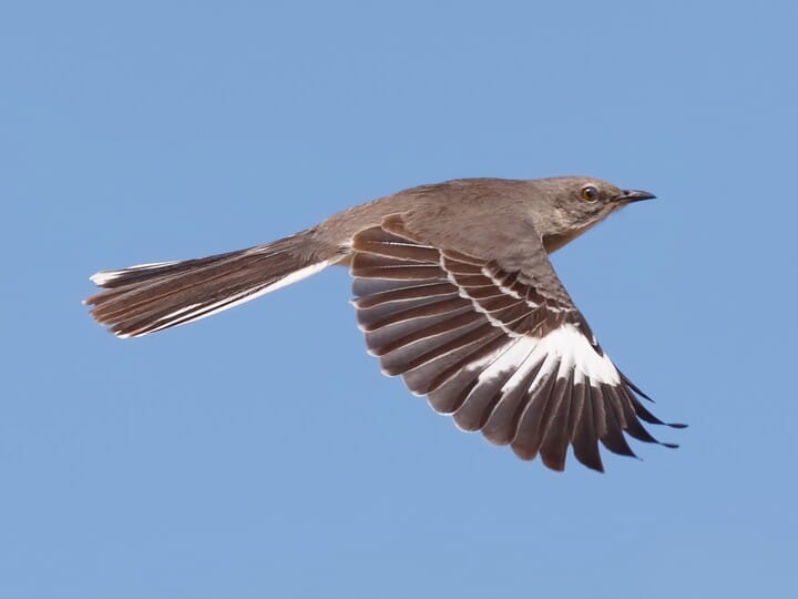 nestwatch-northern-mockingbird-nestwatch