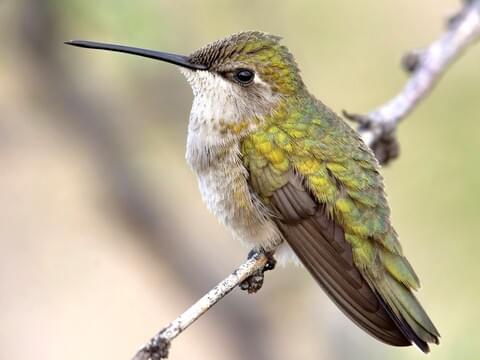 hummingbird size comparison