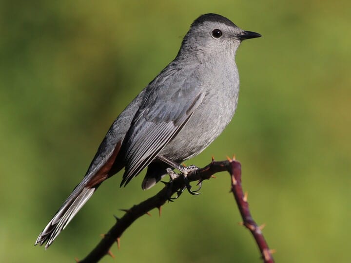 Gray Catbird - NestWatch