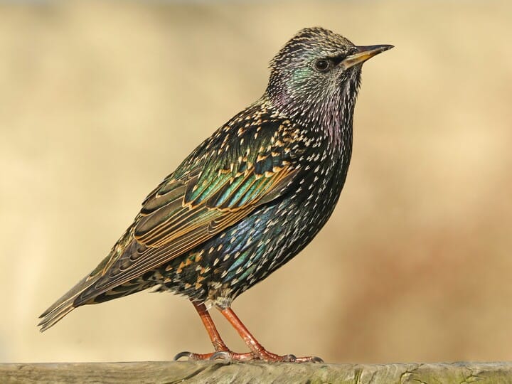 European Starling 