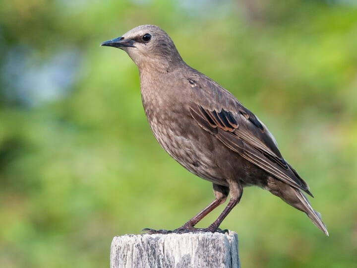 European Starling Celebrate Urban Birds