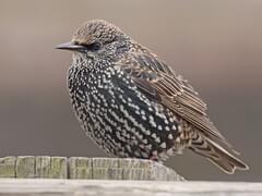 european starling flock