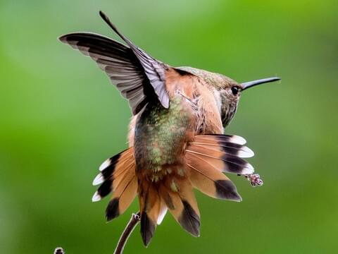 Rufous Hummingbird Identification, All About Birds, Cornell Lab of 